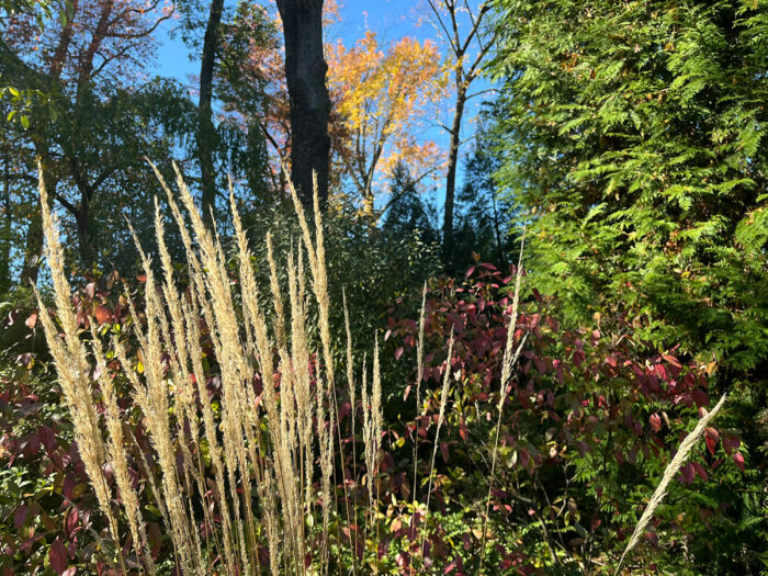 ornamental grass in fall