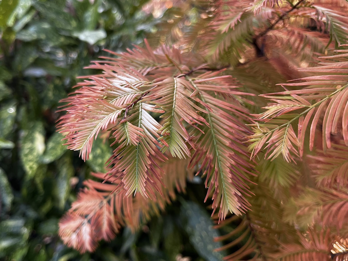 multicolored conifer foliage