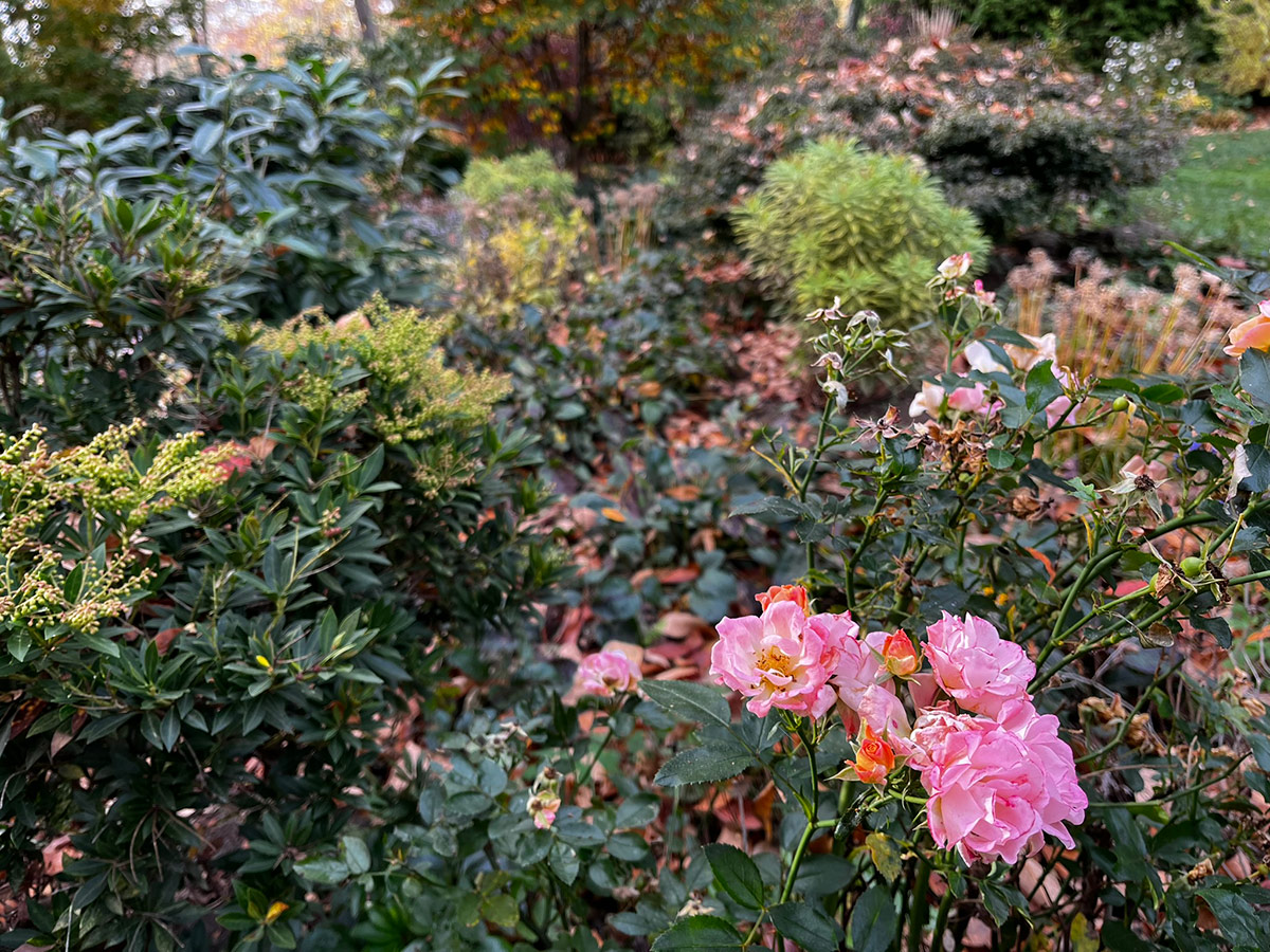 mixed garden bed