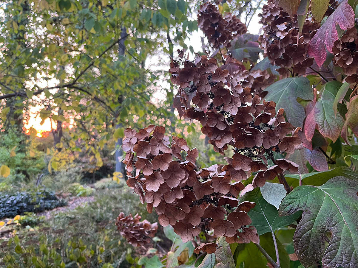 close up of faded oakleaf hydrangea blooms