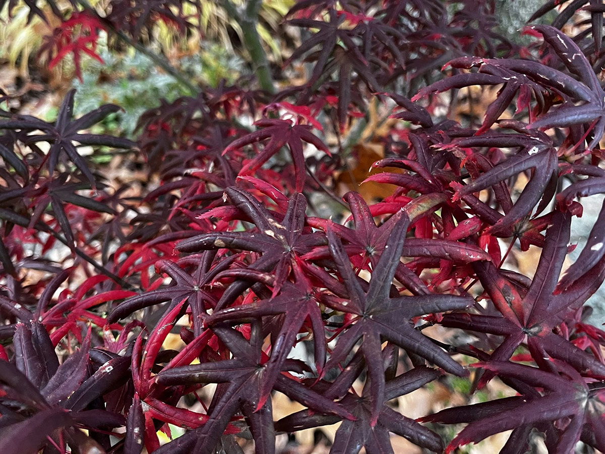 japanese maple with star-shaped leaves