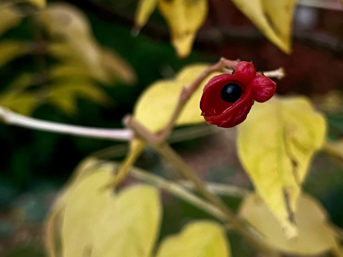 colorful seed head