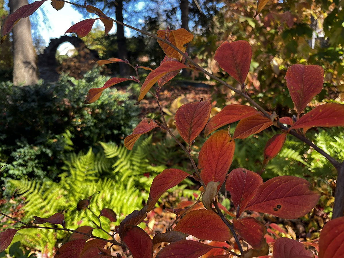 close up of foliage with fall color