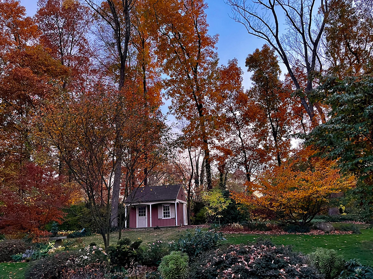 deciduous trees in fall