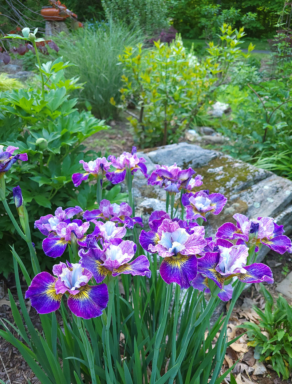 bright purple and white irises in spring garden