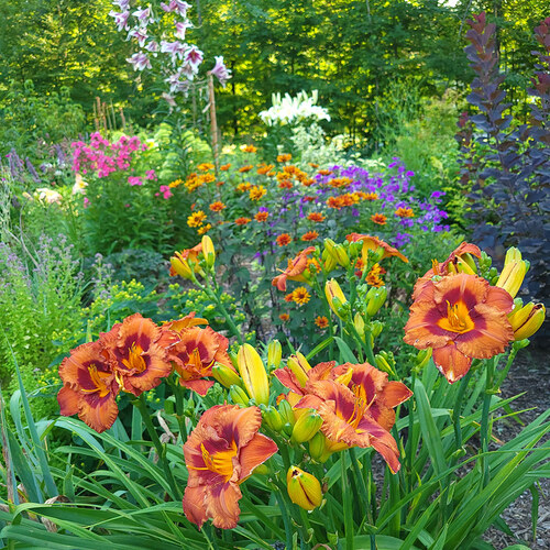 bright orange daylilies in peak summer garden