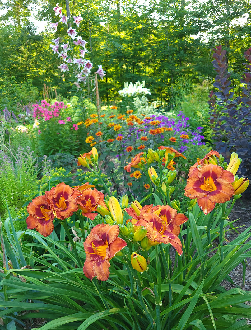 Bright orange daylilies in the summer peak garden