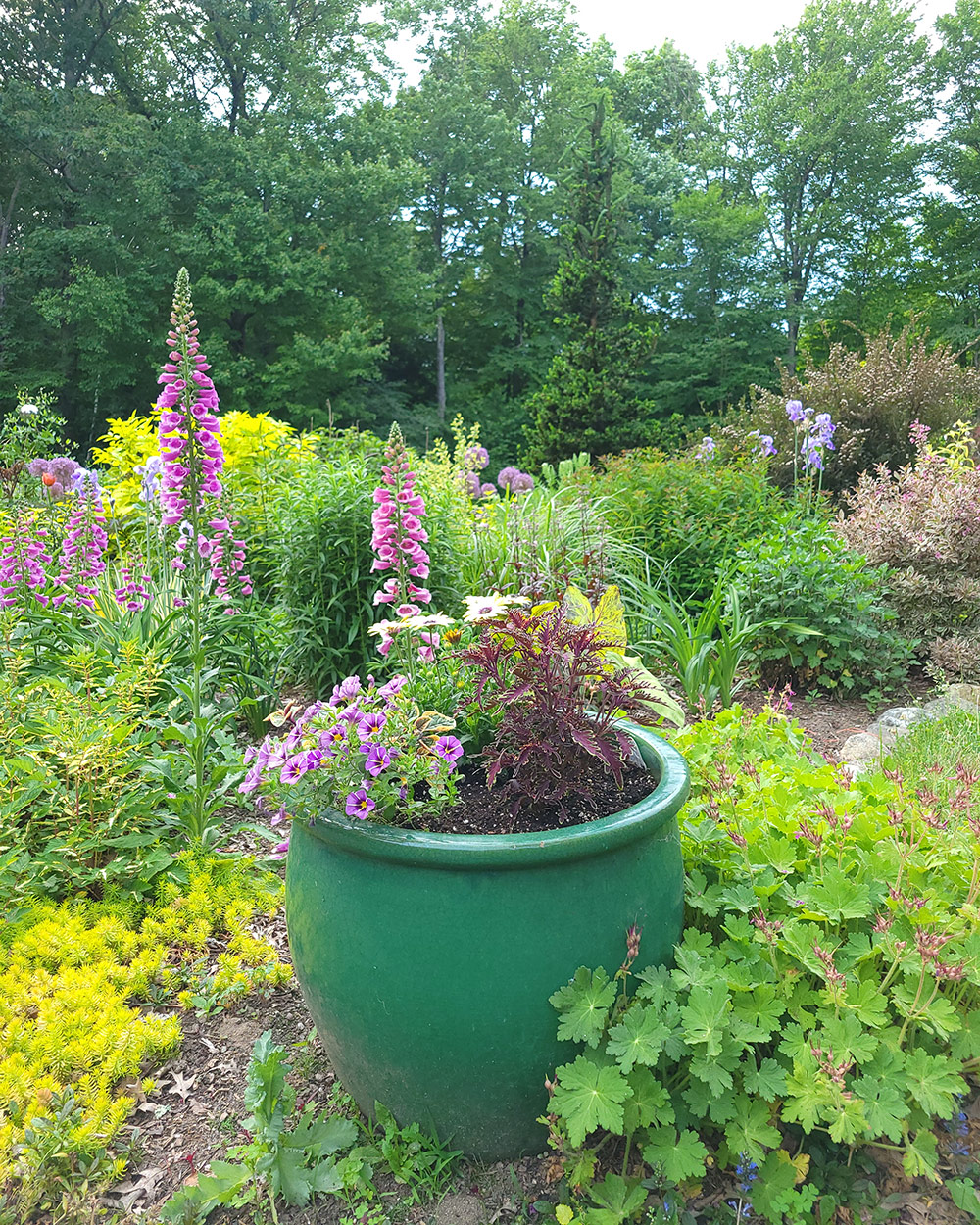 Large green pot in the garden with many pink flowers and green leaves