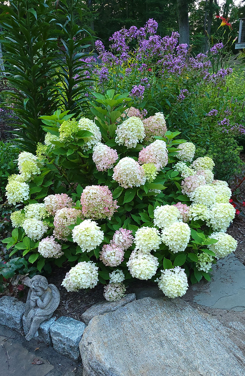 Tight panicle hydrangeas in front of purple phlox