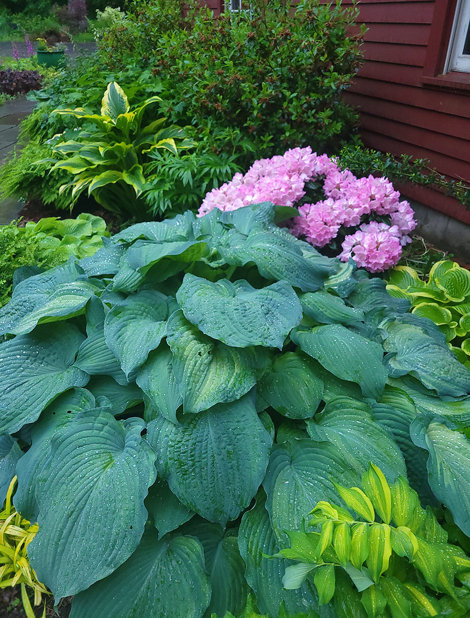 Huge blue hydrangeas in shade garden