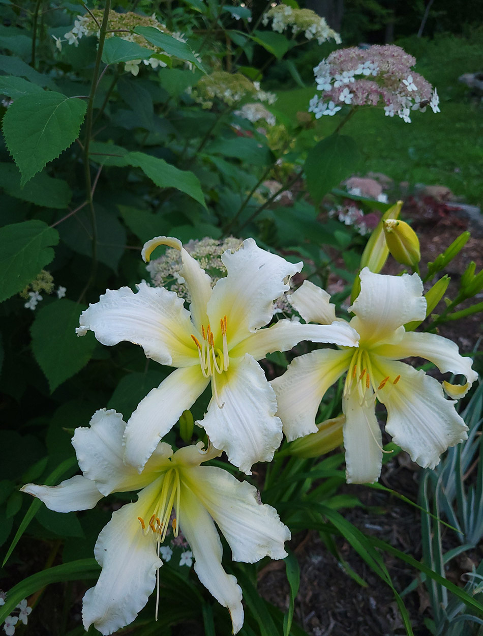 white and yellow daylilies in front of pink smooth hydrangea