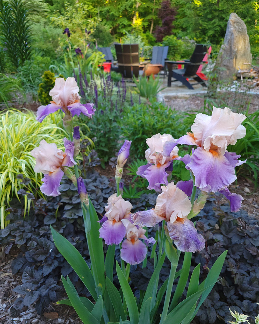 light purple and white irises in front of seating area