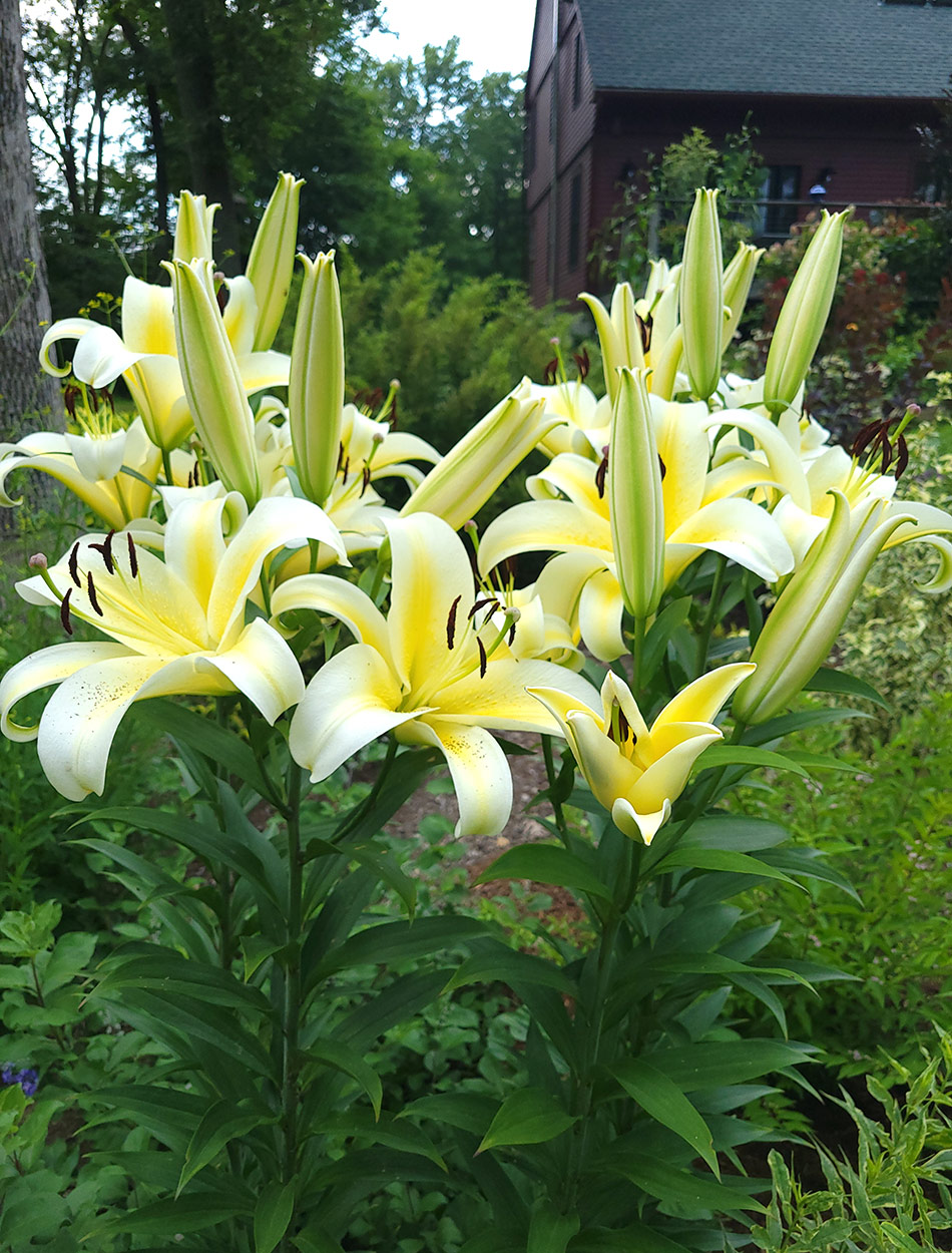 cluster of bright yellow lilies