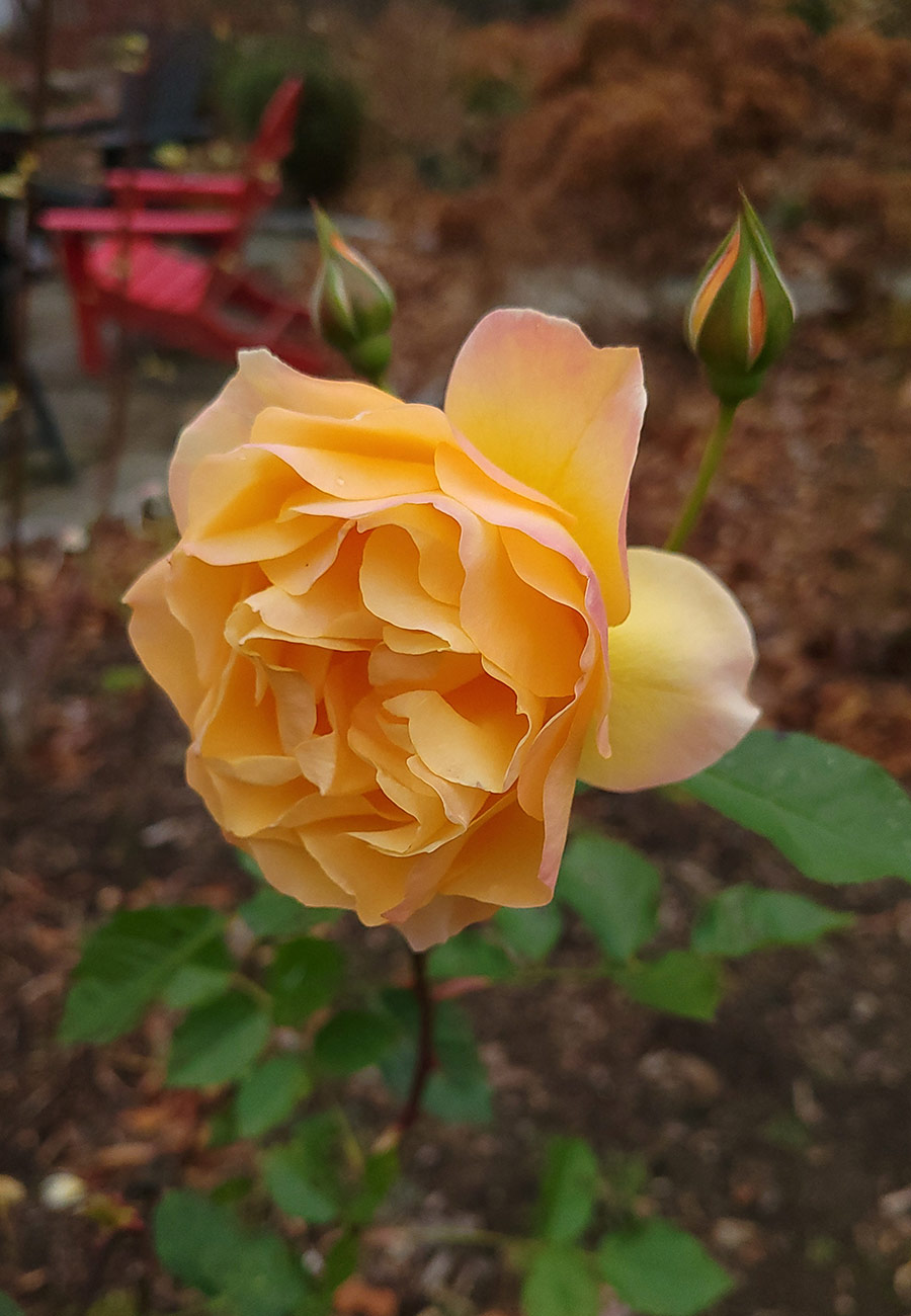 Close-up of orange and yellow roses