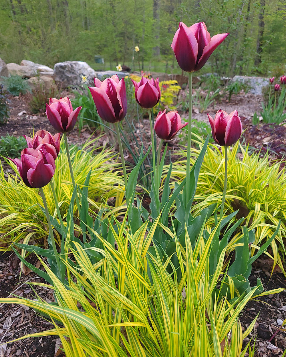 pink striped tulips with bright chartreuse grass