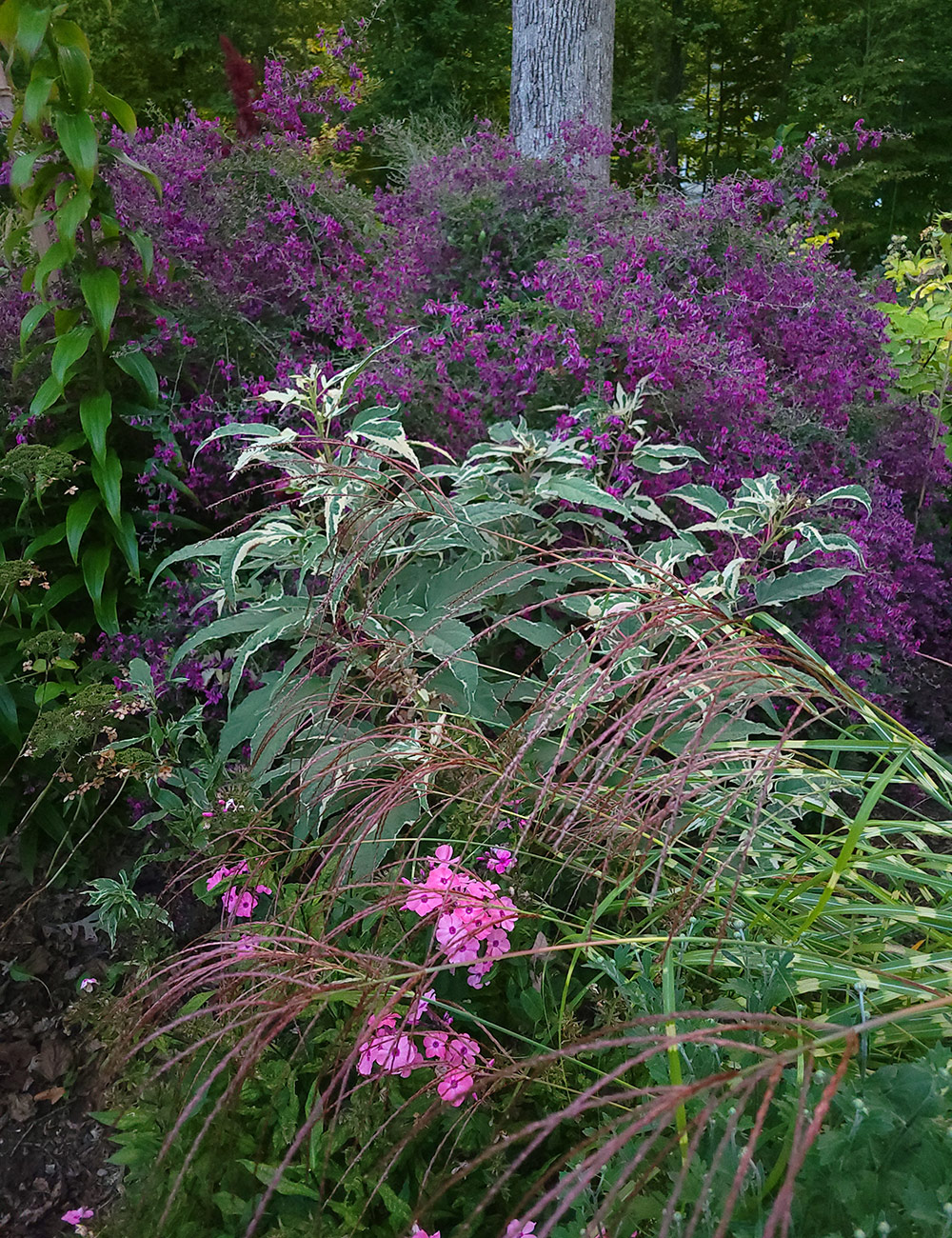 shade garden with pink and purple flowers