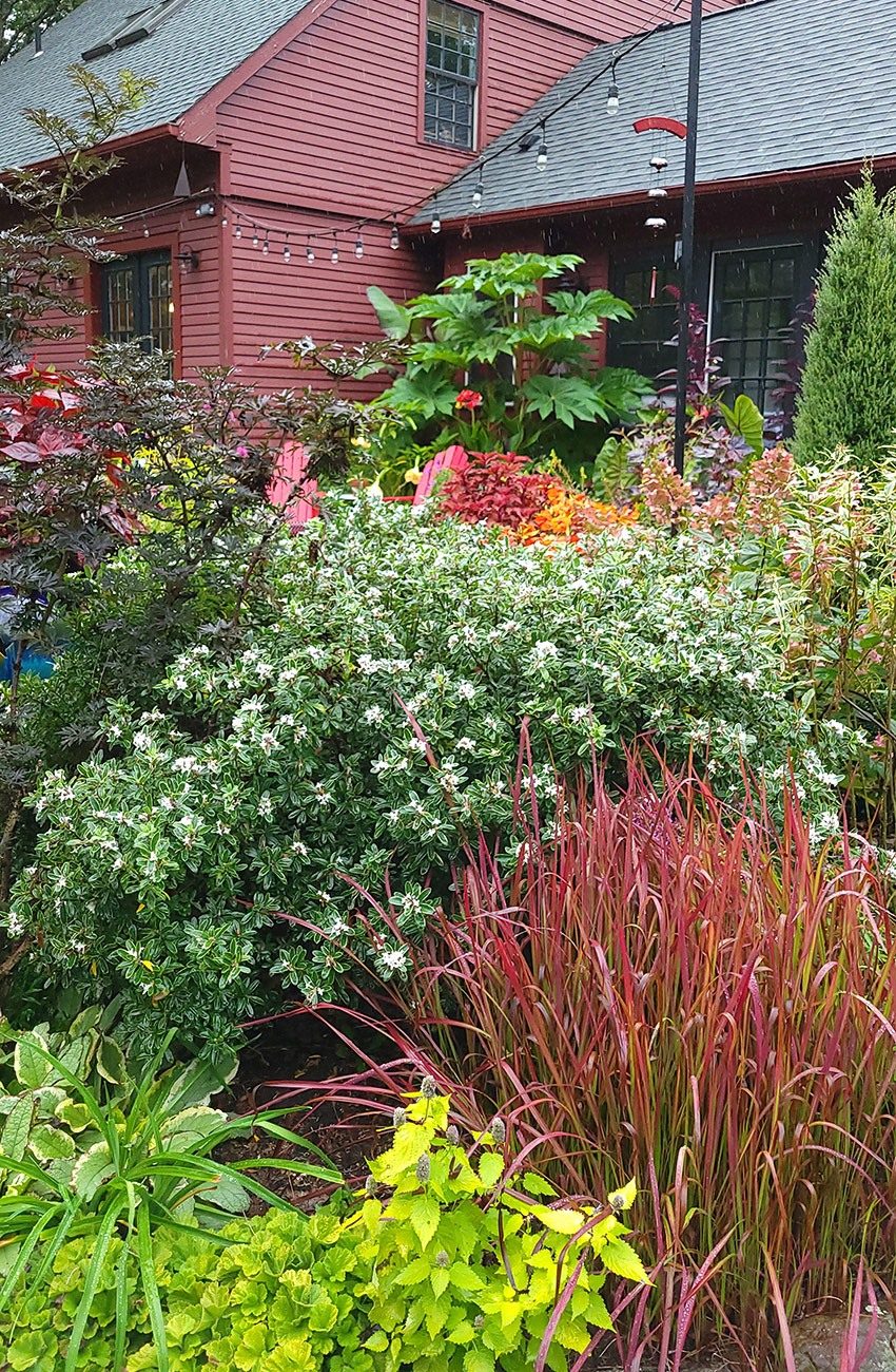 Terrace garden in early autumn with bright red leaves