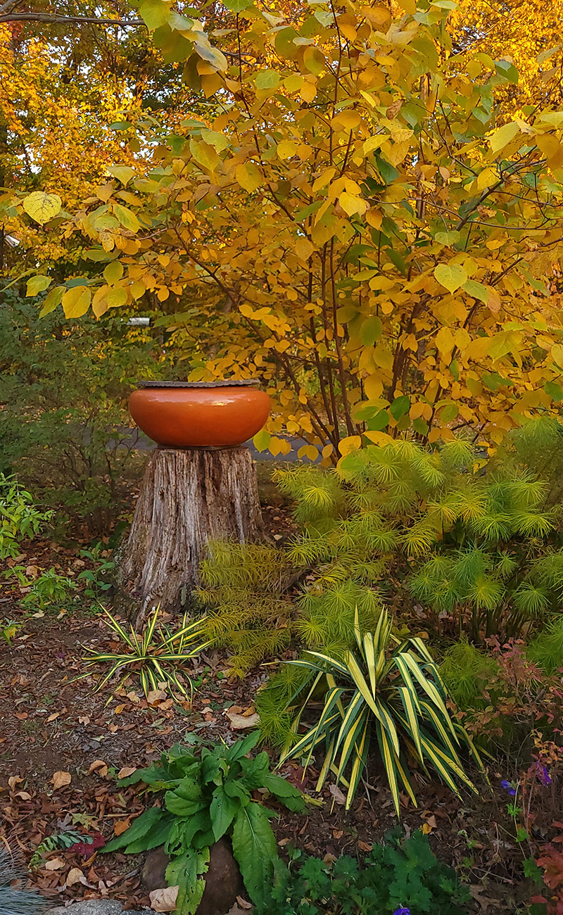 yellow foliage plants in fall garden