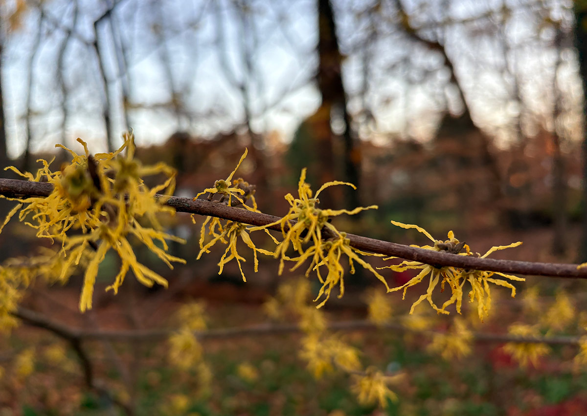 yellow flowers on American witch hazel branch