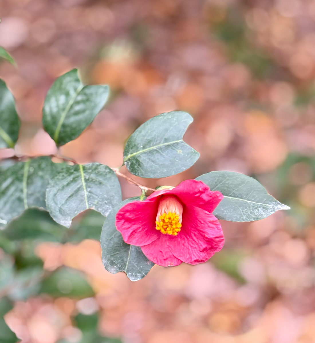 Japanese camellia starting to bloom