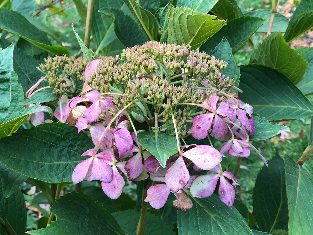 faded hydrangea flower