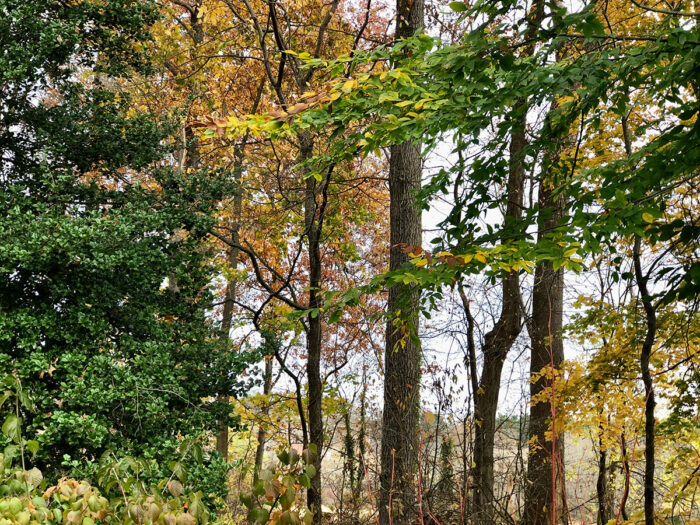 wooded area with yellow fall foliage