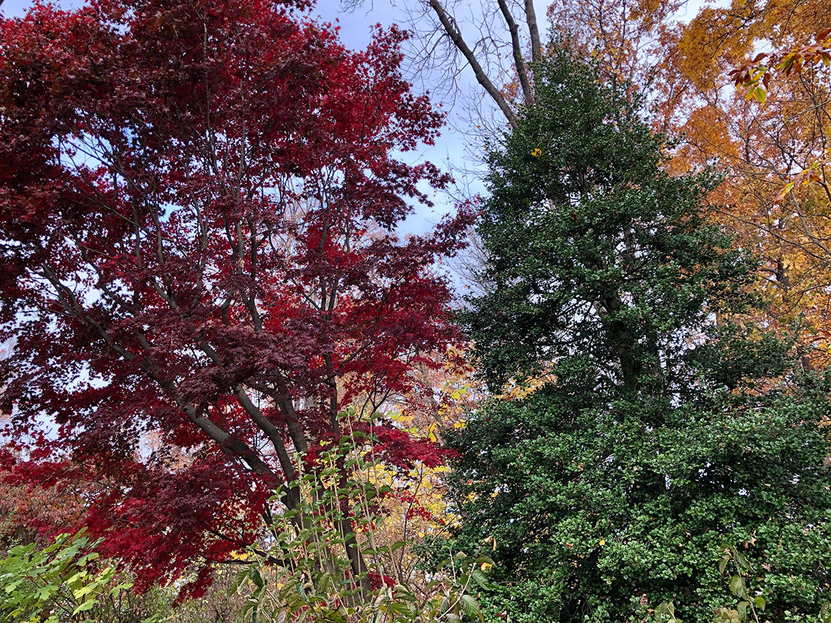 red fall foliage with evergreen tree