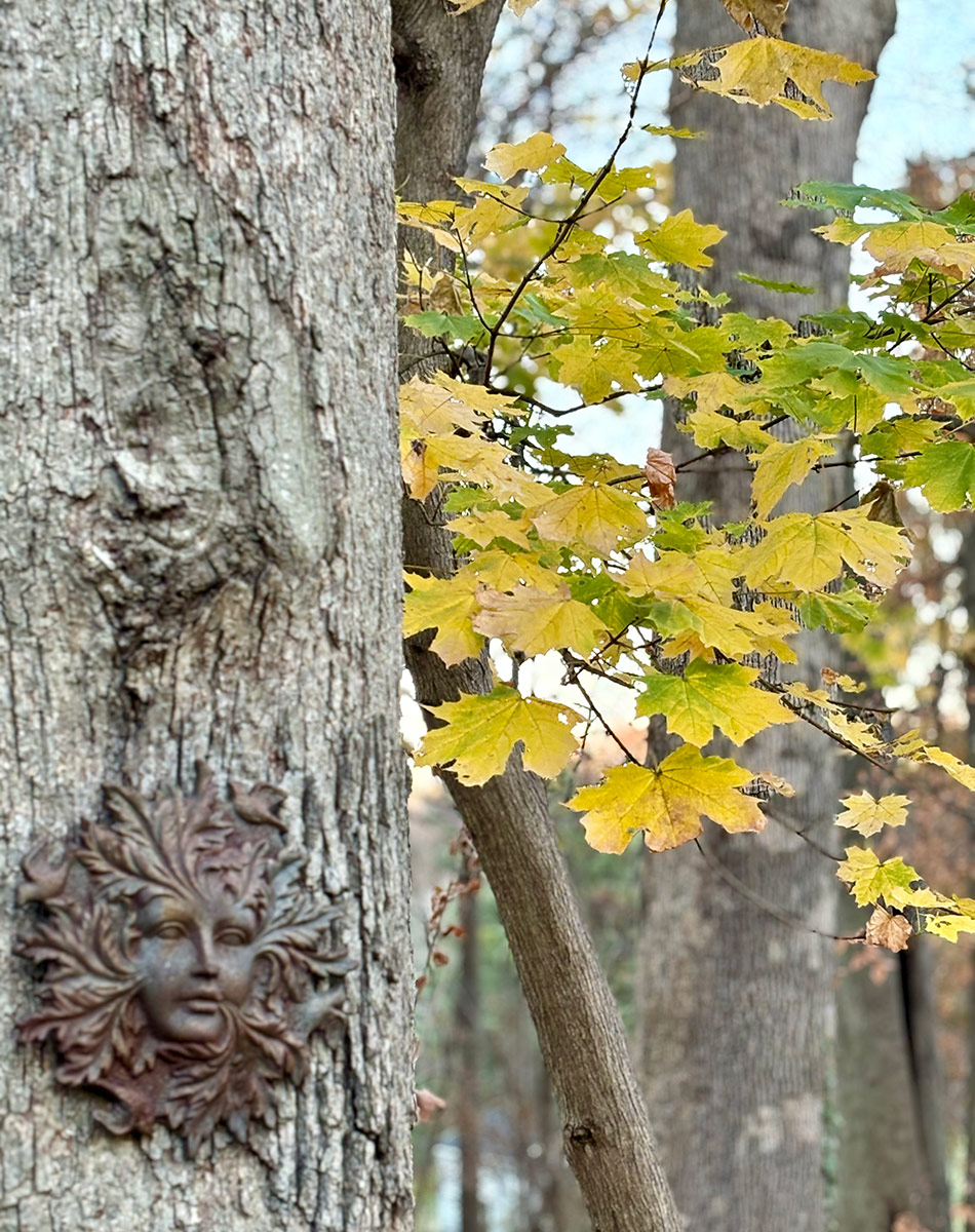 bright yellow foliage next to tree with grey bark