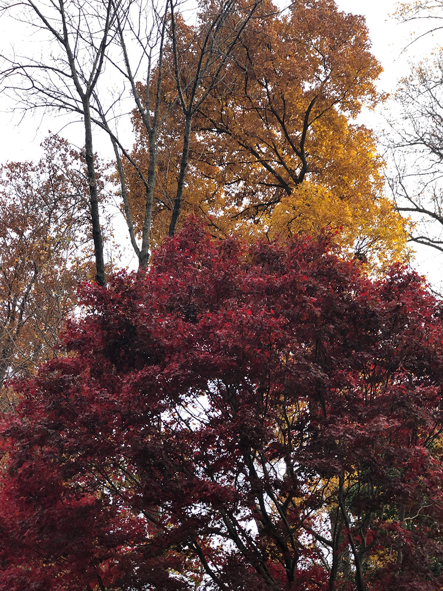 orange and dark red fall foliade