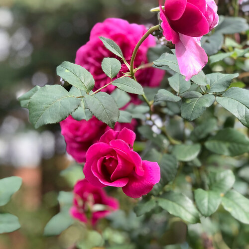 bright pink roses