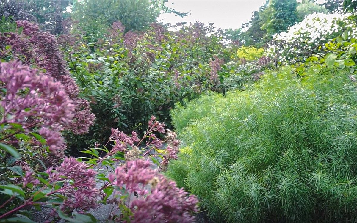 fluffy foliage plant next to a plant with fluffy pink flowers