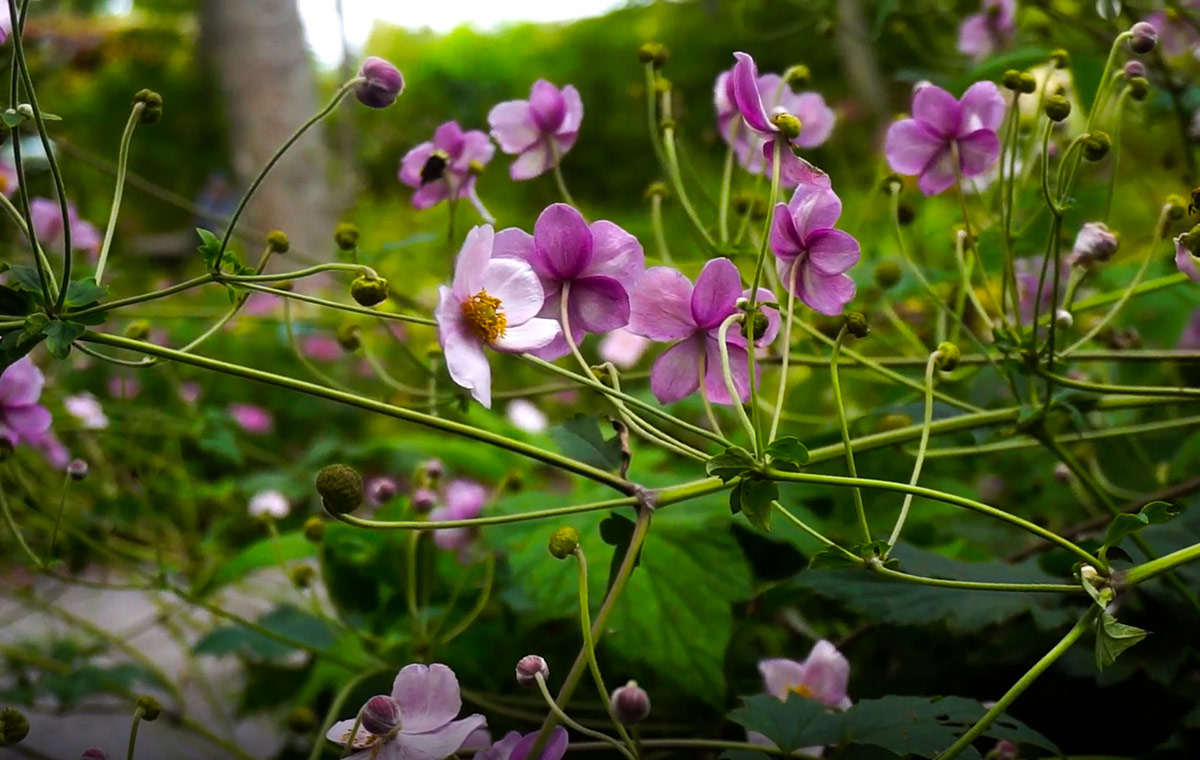 pink flowers in fall