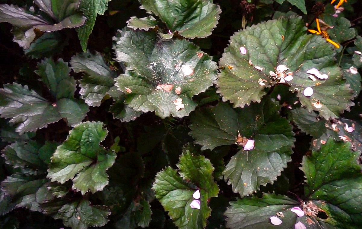 close up of dark colored foliage