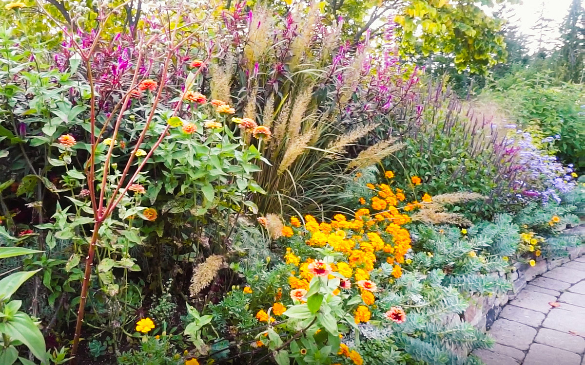 garden with ornamental grass and bright orange flowers