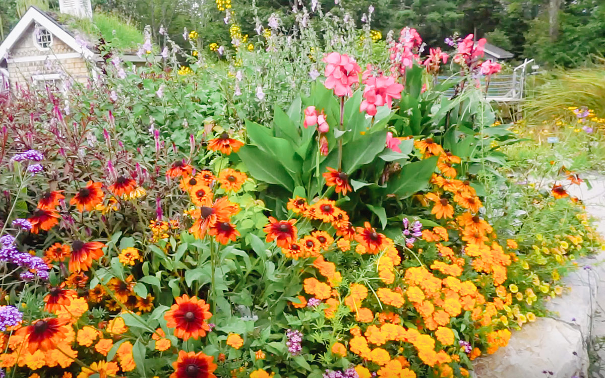 garden bed with bright pink and orange flowers