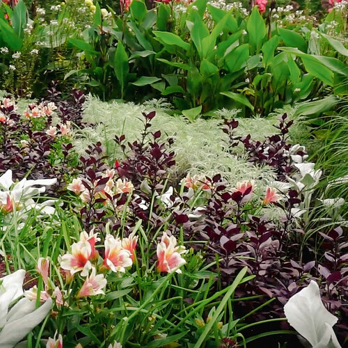 dark and light foliage plants planted with white and pink flowers