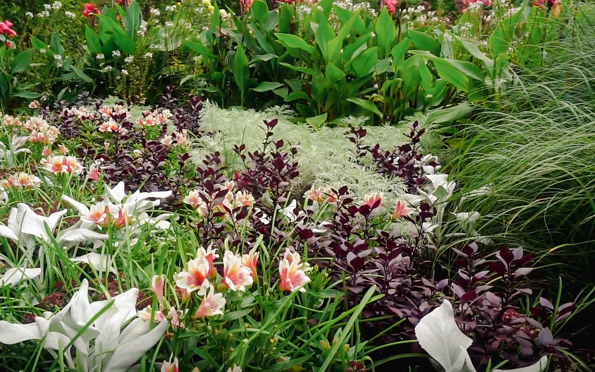 dark and light foliage plants planted with white and pink flowers