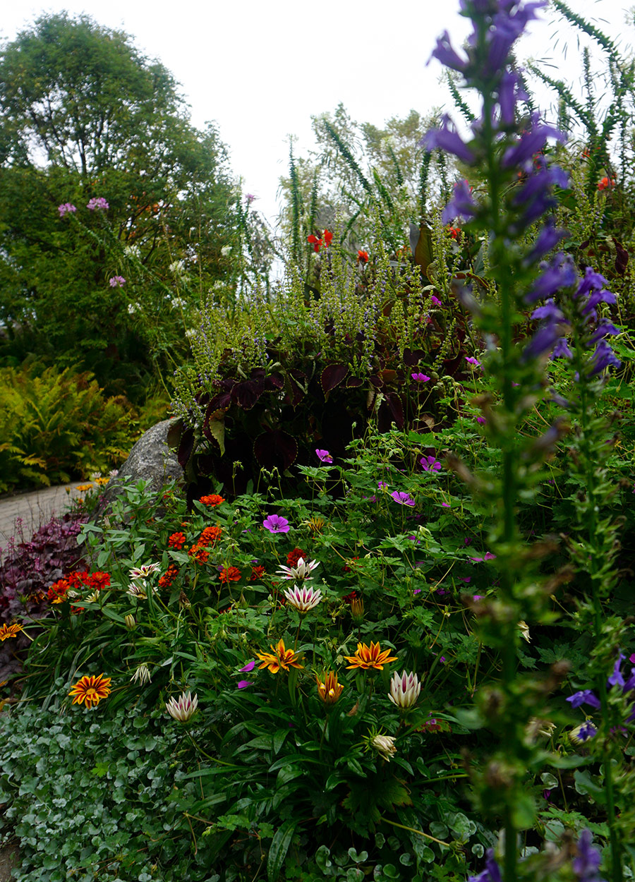 garden bed with flowers of various colors