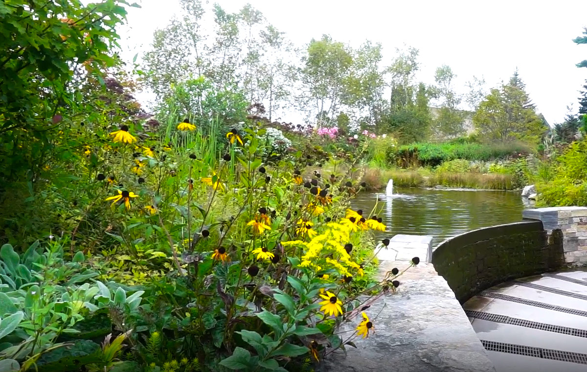 yellow flowers in front of garden pond with fountain