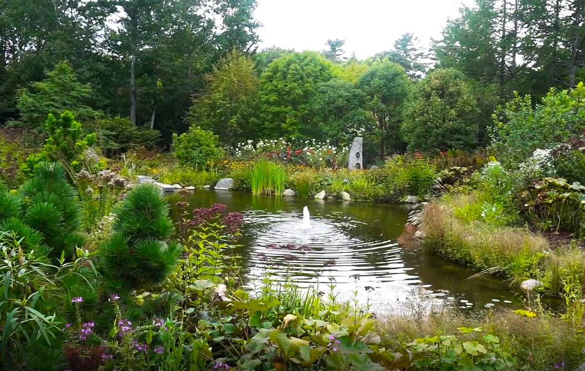 wide view of pond and plants that surround