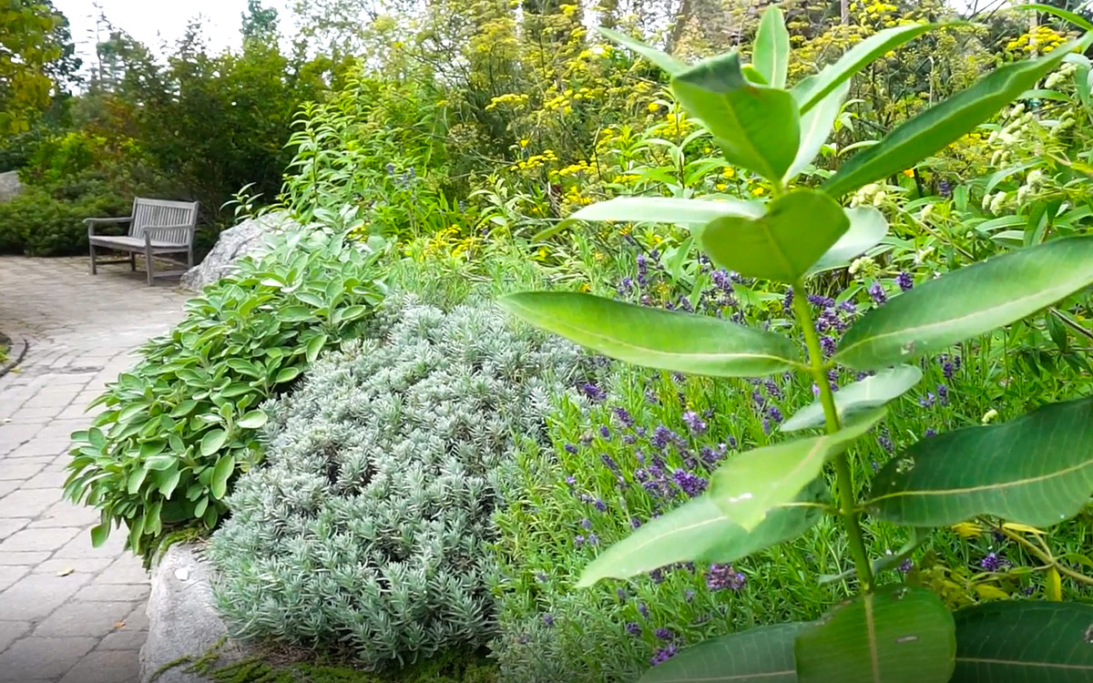 a garden bed with lots of green plants