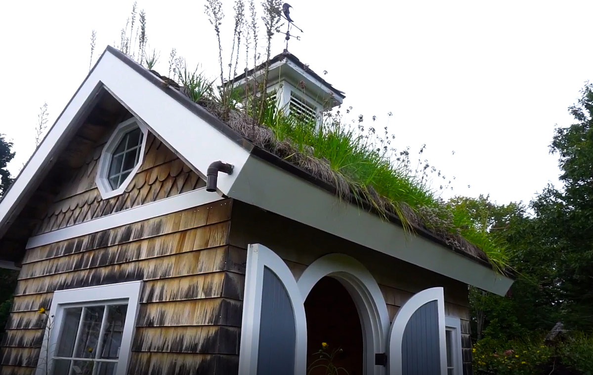 plantings growing on roof of shed