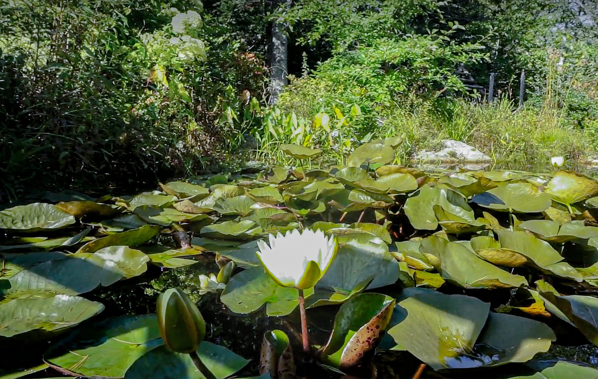 lotus growing in pond