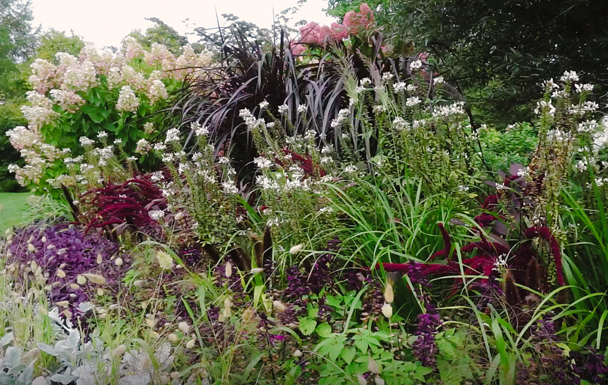 garden bed with various grasses and perennials