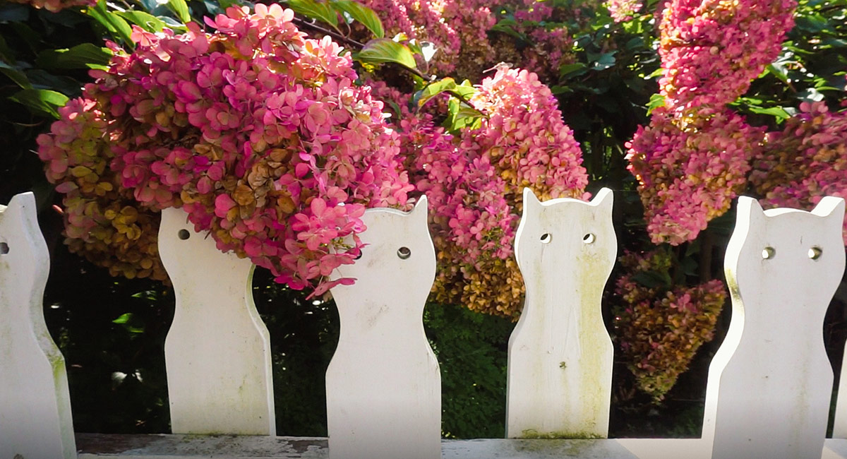 pink hydrangea behind fence with carved animal heads