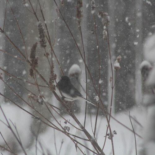 bird perched on a branch during snow storm