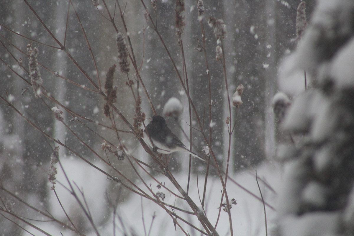 bird perched on a branch during snow storm