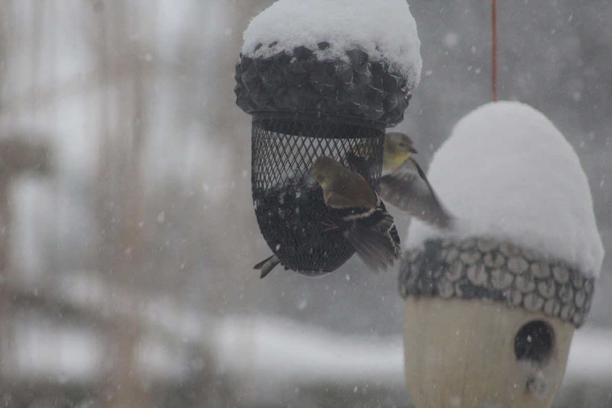 birds visiting a bird feeder during a snow storm