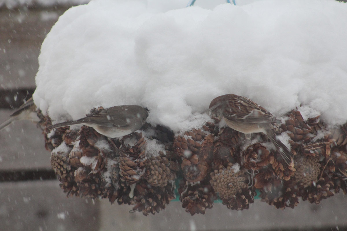 birds on pinecones covered in snow