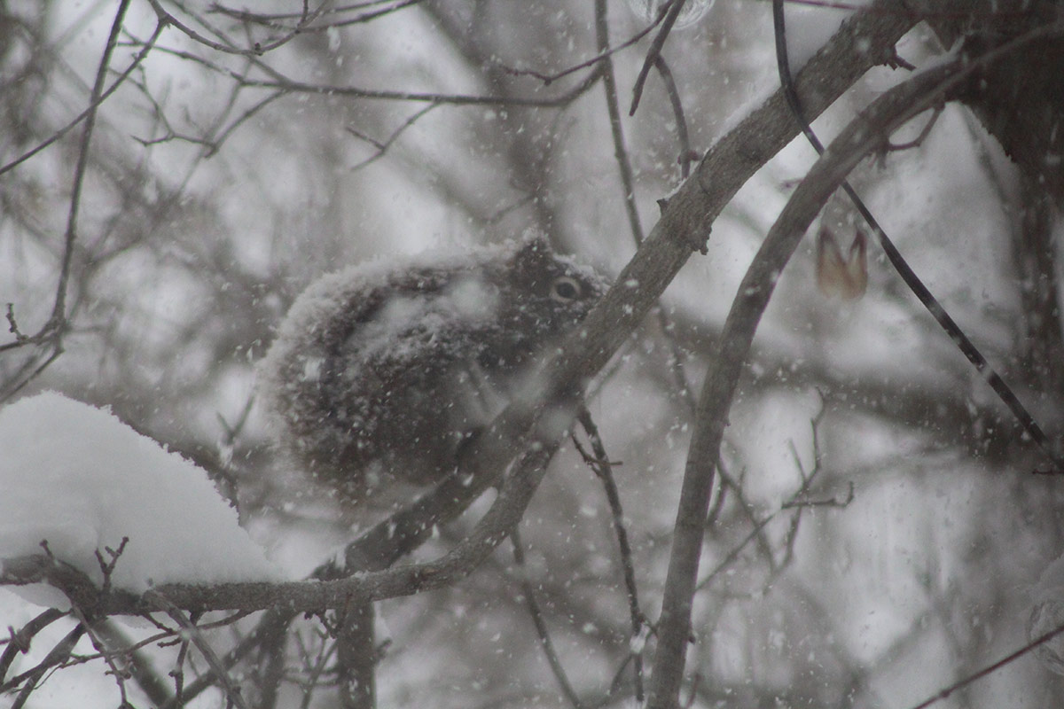 squirrel in a tree during a snow storm